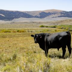 A lone black bull stands facing the camera, with hills in the background.