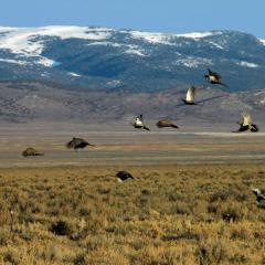 Sage grouse flying over a field in Nevada (Photo by Tatiana Gettleman, USGS)