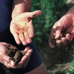 Louisiana Soil