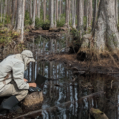 A researcher facing away from the camera crouches while typing on a laptop in a forested wetland.