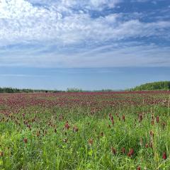 Field of crimson clover and blue sky above