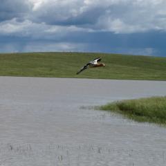 Avocet flying over a Prairie Pothole wetland.
