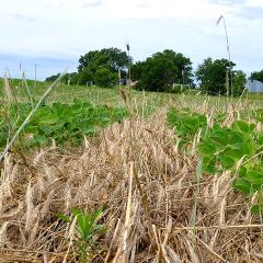 Soybeans popping through a crimped cereal rye cover crop that is providing a mat to suppress weeds on an Iowa organic farm.