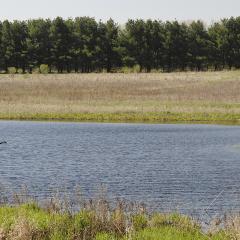 Two Canada geese flying low over a wetland pond