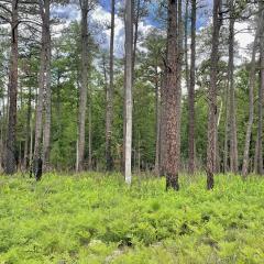Pine forest in a training area for Fort Liberty North Carolina.