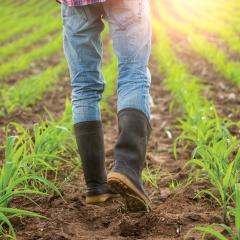 A farmer walks through a cornfield. 