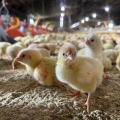 A closeup of chicks inside a poultry house at Webber Family Farms in Delaware. 