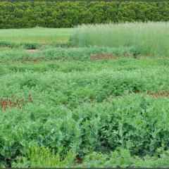 Study that was conducted at the TXPMC showing legume and legume with cereal rye plots
