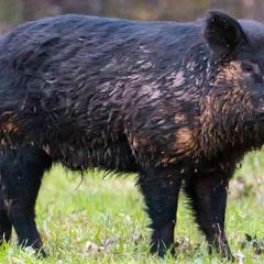 A feral swine boar stands at a field edge with mud caked in his black hair.