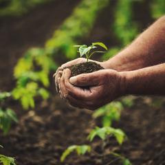 Hands holding soil and a plant, with crops in the background