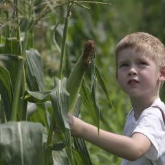 Boy stands outside next to corn field 