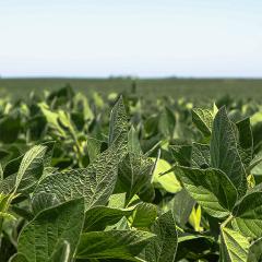 Close up of soybean field in Calhoun County, Iowa.