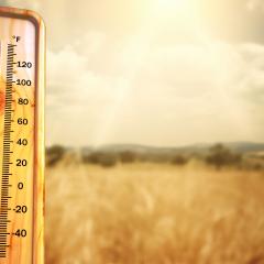 Crops drought with thermometer showing exttemely hot temps.