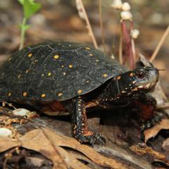 Spotted turtle standing on leaf litter. Photo Credit: Mike Jones