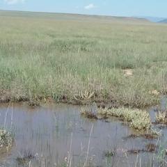 Wetlands in New Mexico