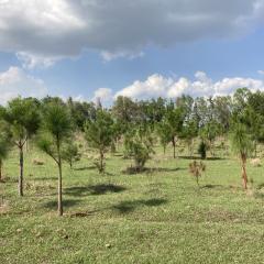 Young Trees on a Florida agricultureal easement.