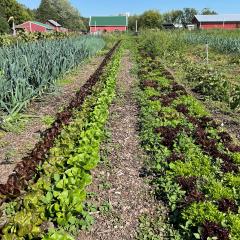 Organic garden plot
