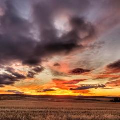 Sunset over Wheat Field in Condo Oregon