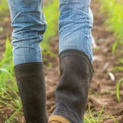 Photo of farmer's legs with jeans & boots walking on rows of plants.