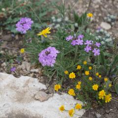 Wildflowers are starting to return to the 7 Oaks Ranch due to proper management.