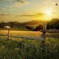 Farm field with fence and sunshine