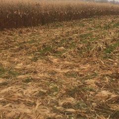 Cover Crop on corn field