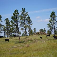 An area of Custer County, Montana, treated to reduce conifer encroachment into rangelands.