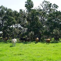 Cattle in a pasture with trees behind them on a Florida farm. 