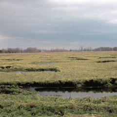 A restored wetland in Eaton County.