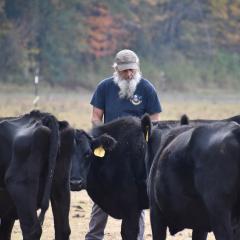 Marvin Philyaw stands with his herd of cattle in an open field