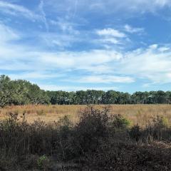 Florida farm pasture field with trees in background and large blue sky above with white clouds