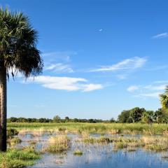 Florida pasture and wetland