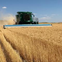 Wheat harvest underway with stripper header leaves tall standing residue.