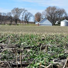 Mark Kingland seeded a 5-species cover crop mix on his Winnebago County farm in fall 2023.