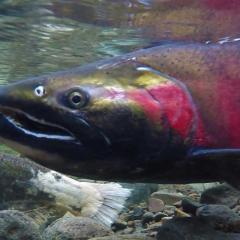 Coho-Salmon-by-BLM