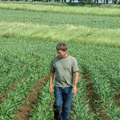 A Cherokee County, Iowa, organic producer inspects corn growth.