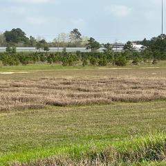 Image of test plots of USDA-NRCS and TNS native plant releases in a retention pond in Harris County, Texas