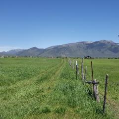Green field along fence line
