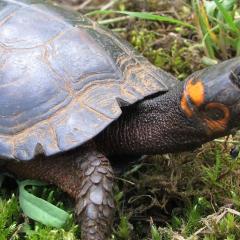 Picture of a Bog Turtle