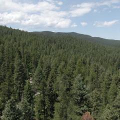 Aerial photo of Flathead forest
