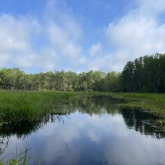 Florida Pond with trees, blue sky. 