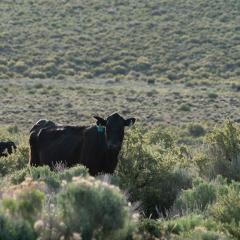 Cattle graze in sagebrush country.