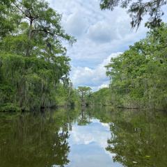 Photo of a bayou in Louisiana.