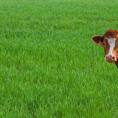 A cow grazes a barley cover crop.