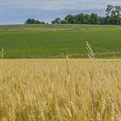 wheat in a field, with a grassy hill in the background