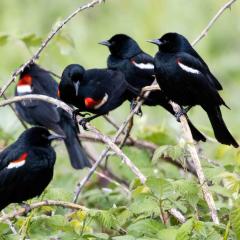 Tricolor Blackbirds-Photo-Audubon California