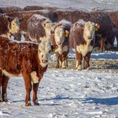 Herd of cows in a winter pasture