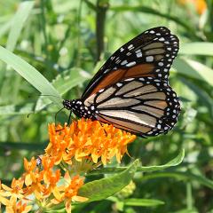 A large primarily orange and black monarch butterfly with white markings visits the bright orange inflorescence of a butterfly milkweed plant.