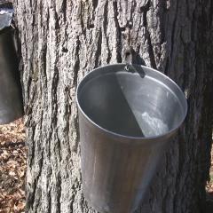 Maple Syrup production photo