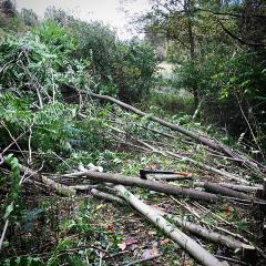 Brush Management photo